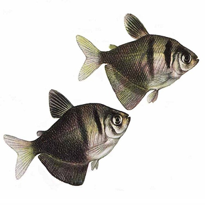 Как отличить тернеций. Рыбка Тернеция чёрная. Тернеция рыбка самец и самка. Тернеция самец и самка. Рыбки Тернеция отличие самки от самца.
